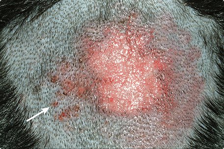 Dog Skin Diseases