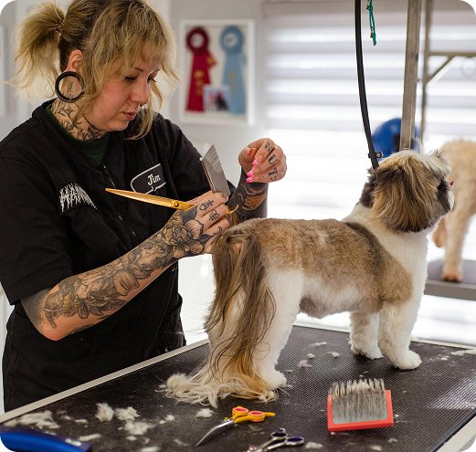 Grooming Image